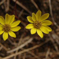 Senecio ludens C.B.Clarke